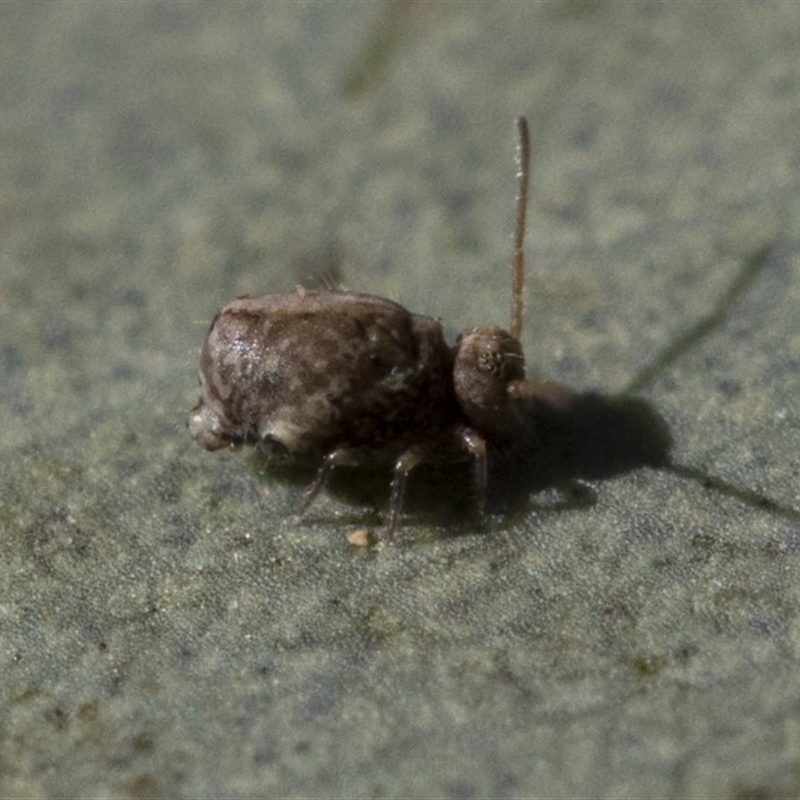 Sminthurus sp. (genus)