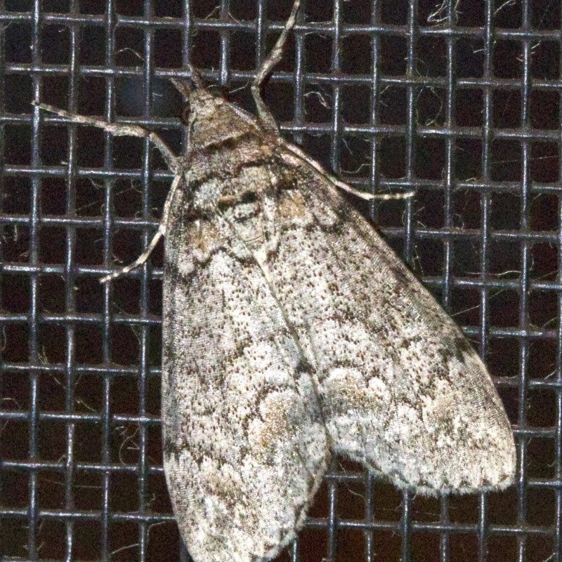 Smyriodes trigramma