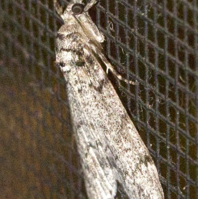 Smyriodes trigramma