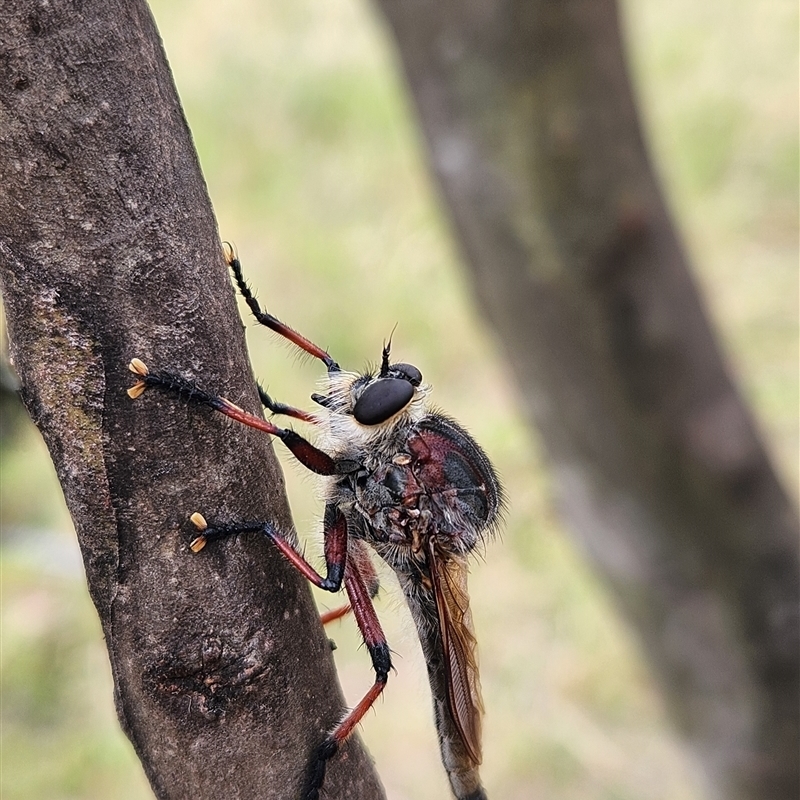 Asilidae (family)