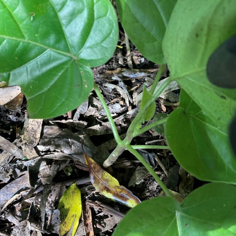 Solanum betaceum