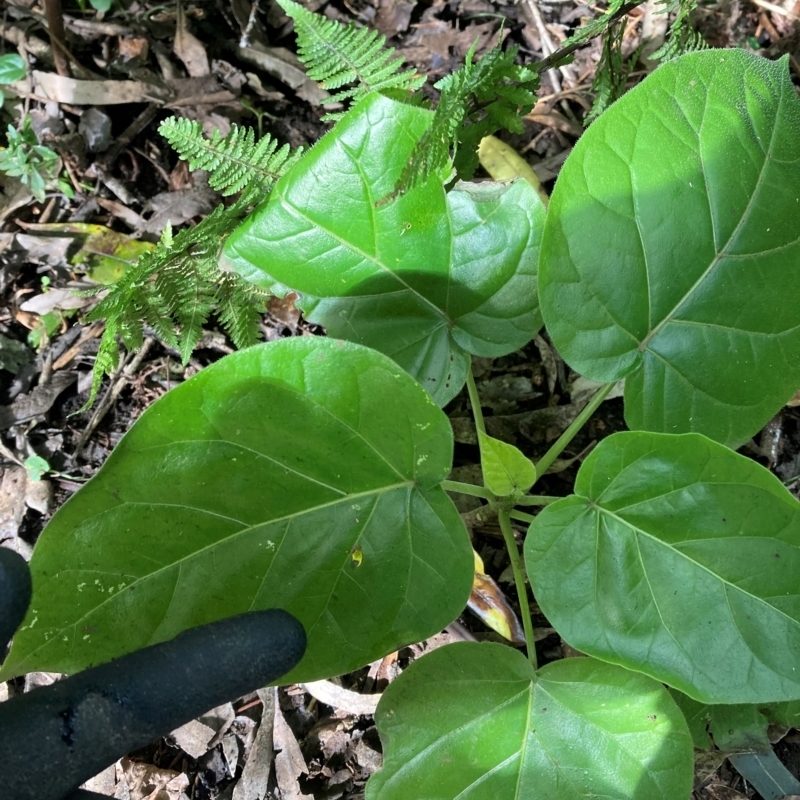 Solanum betaceum