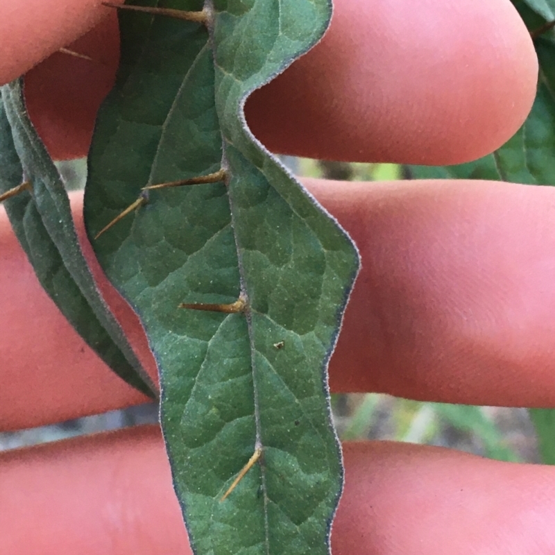 Solanum brownii