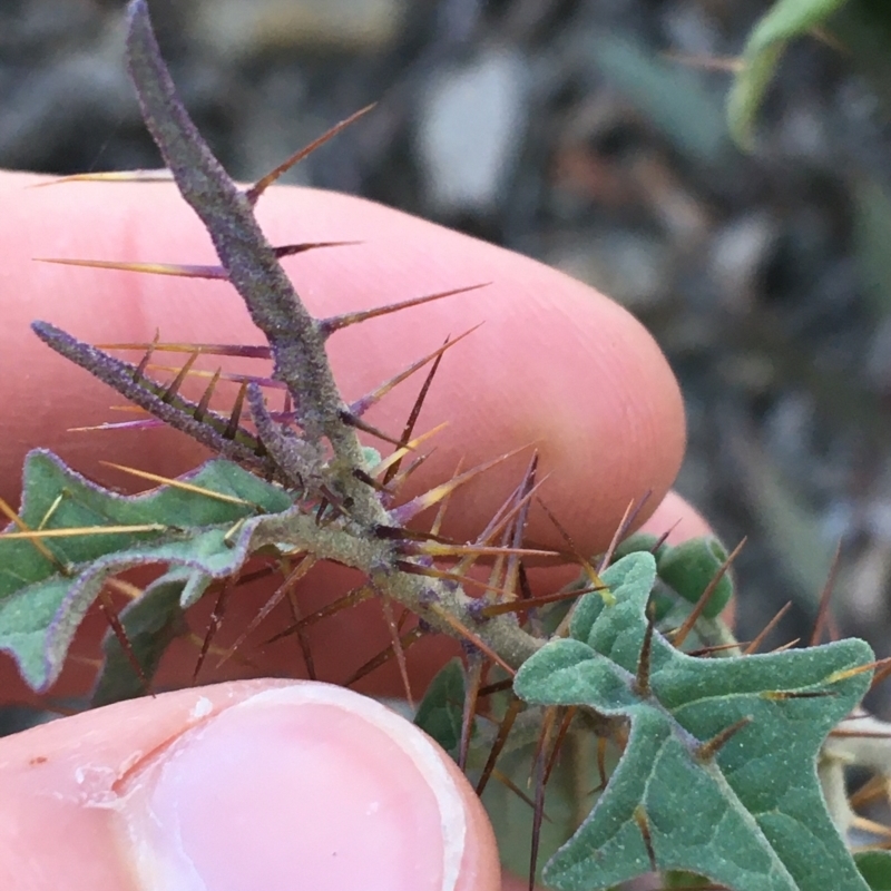 Solanum brownii