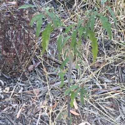 Solanum brownii