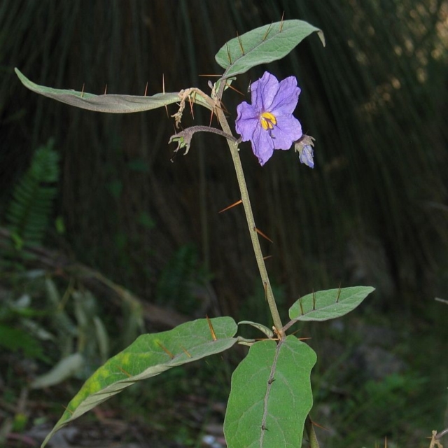 Solanum Celatum Canberra And Southern Tablelands