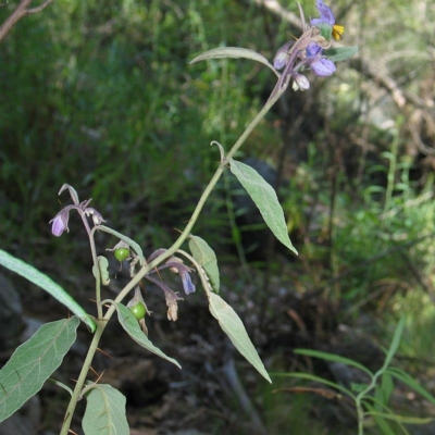 Solanum celatum