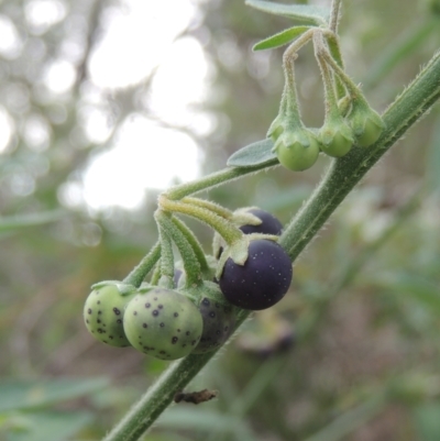 Solanum chenopodioides