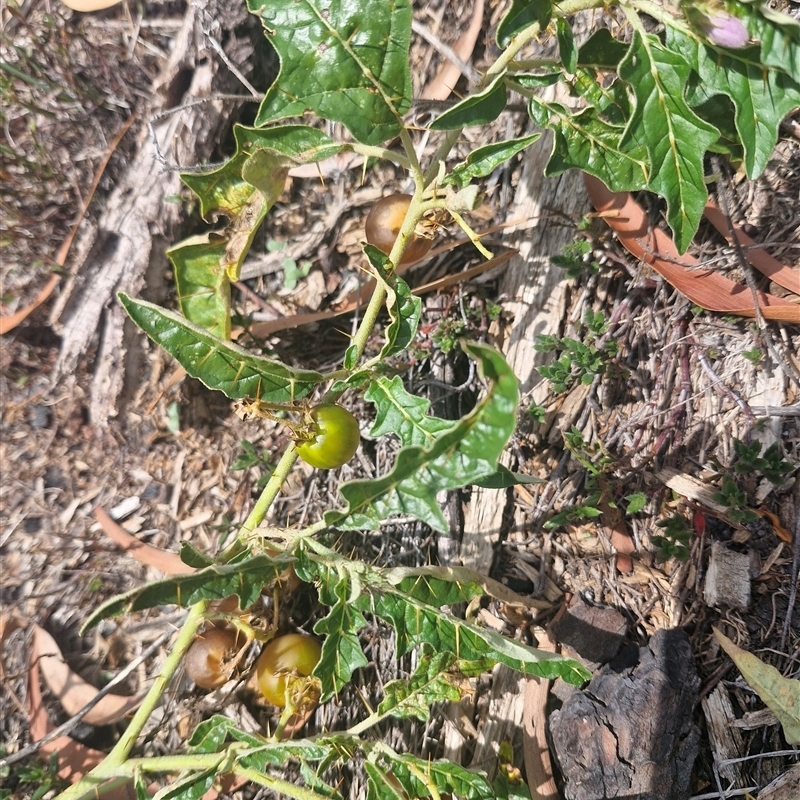 Solanum cinereum