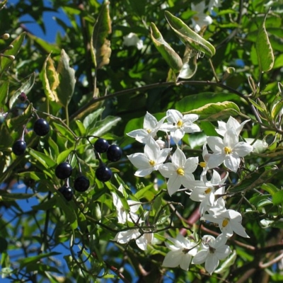 Solanum laxum