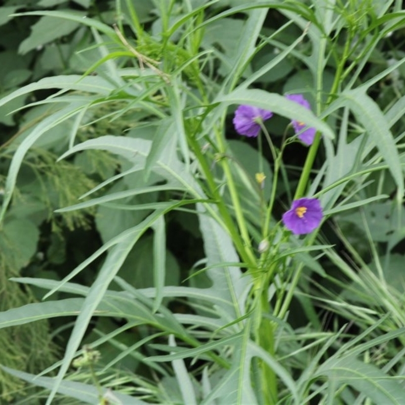 Solanum linearifolium/aviculare