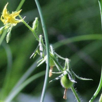 Solanum lycopersicum