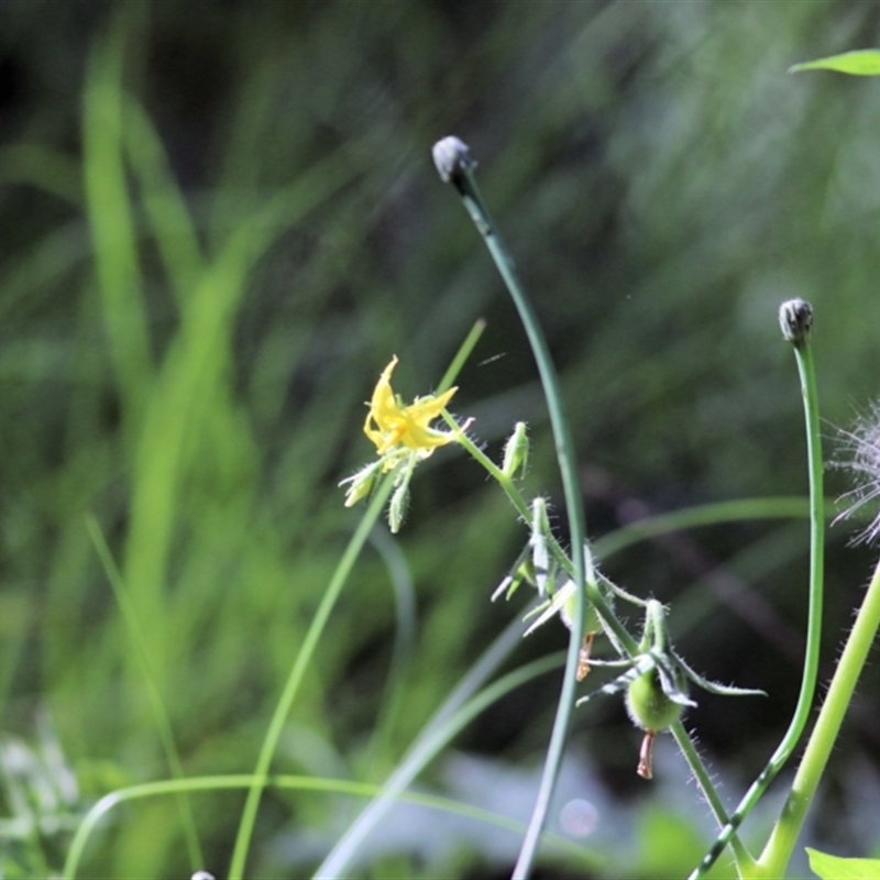 Solanum lycopersicum