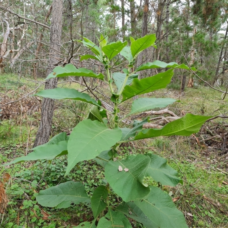 Solanum mauritianum