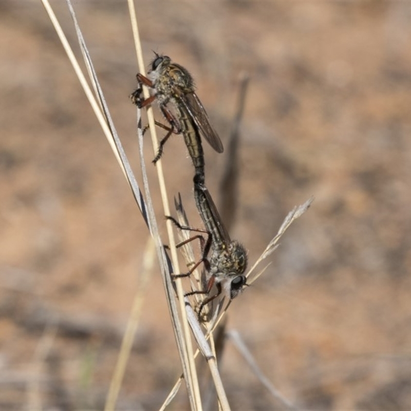 Asiola fasciata