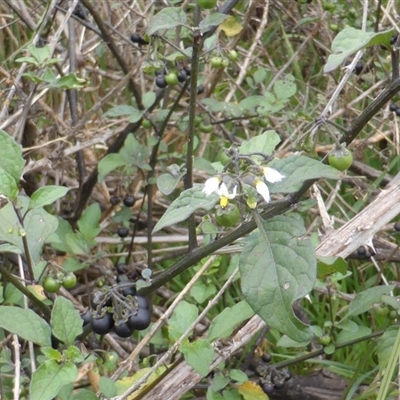 Solanum nigrum