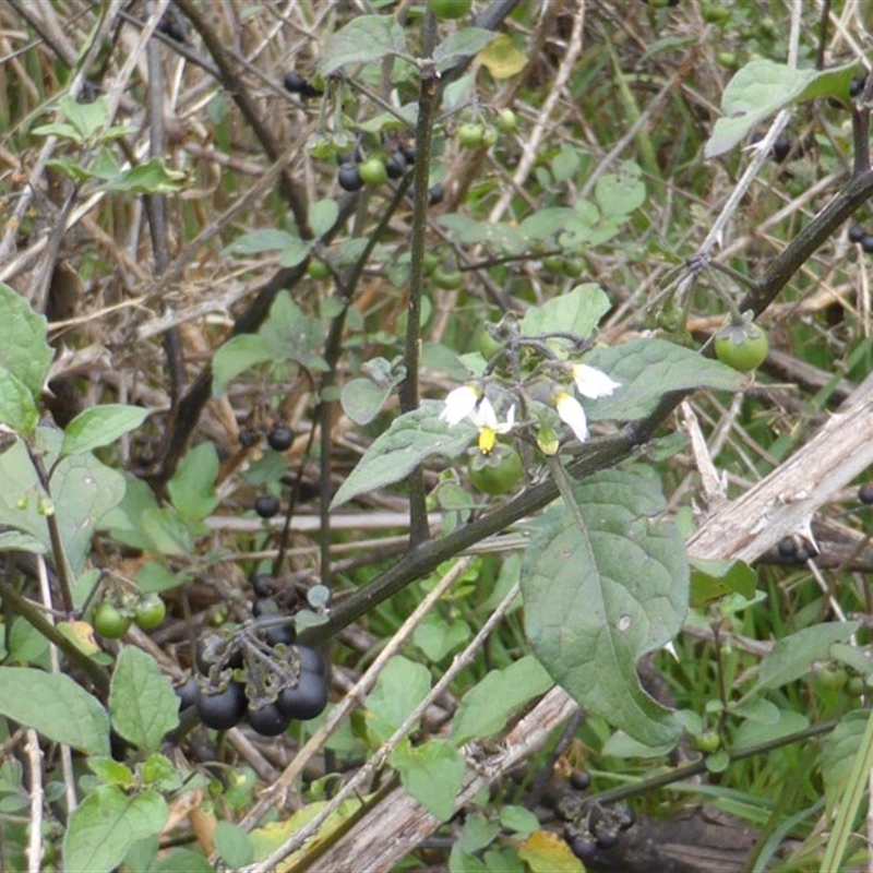 Solanum nigrum