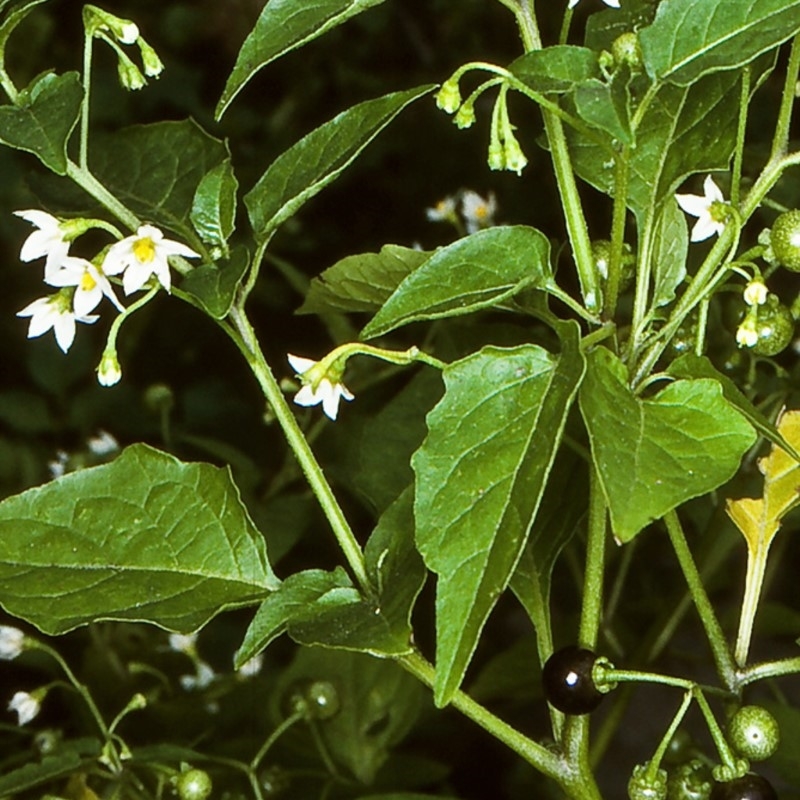 Solanum nodiflorum