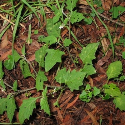 Solanum opacum