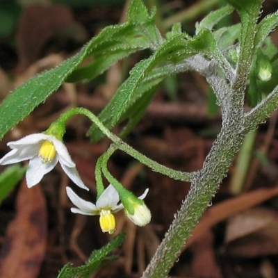 Solanum opacum