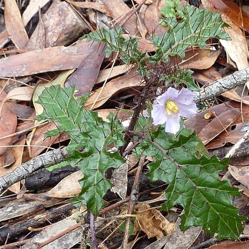 Solanum prinophyllum