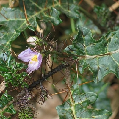 Solanum prinophyllum