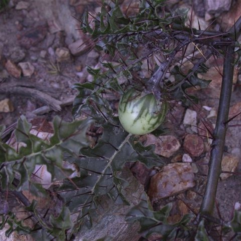 Solanum prinophyllum