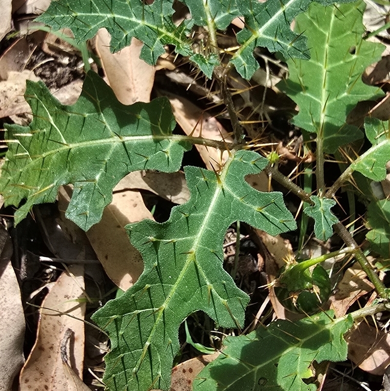 Solanum prinophyllum