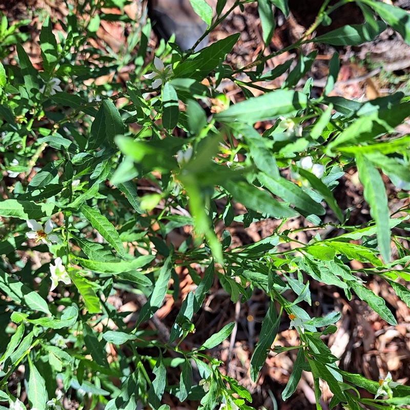 Solanum pseudocapsicum