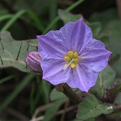 Solanum pungetium