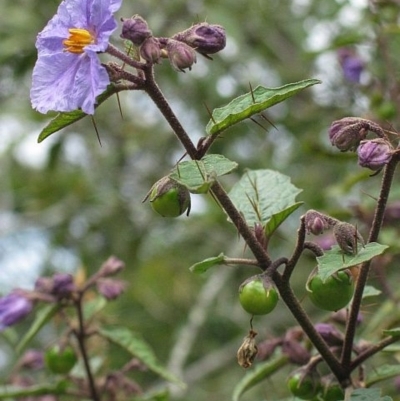 Solanum silvestre
