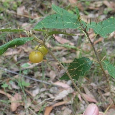 Solanum silvestre
