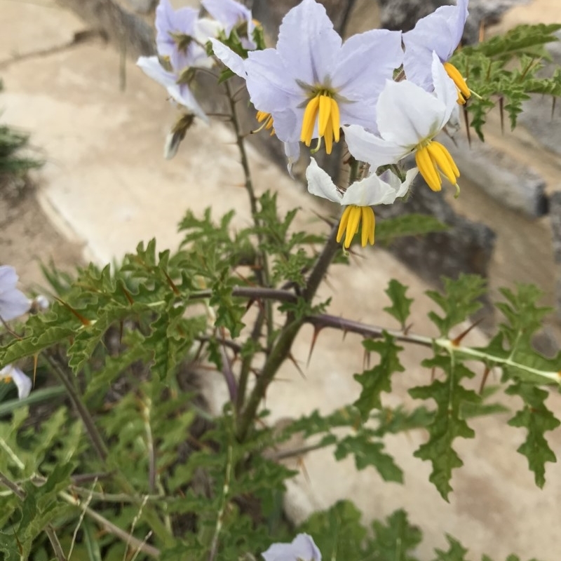 Solanum sisymbriifolium