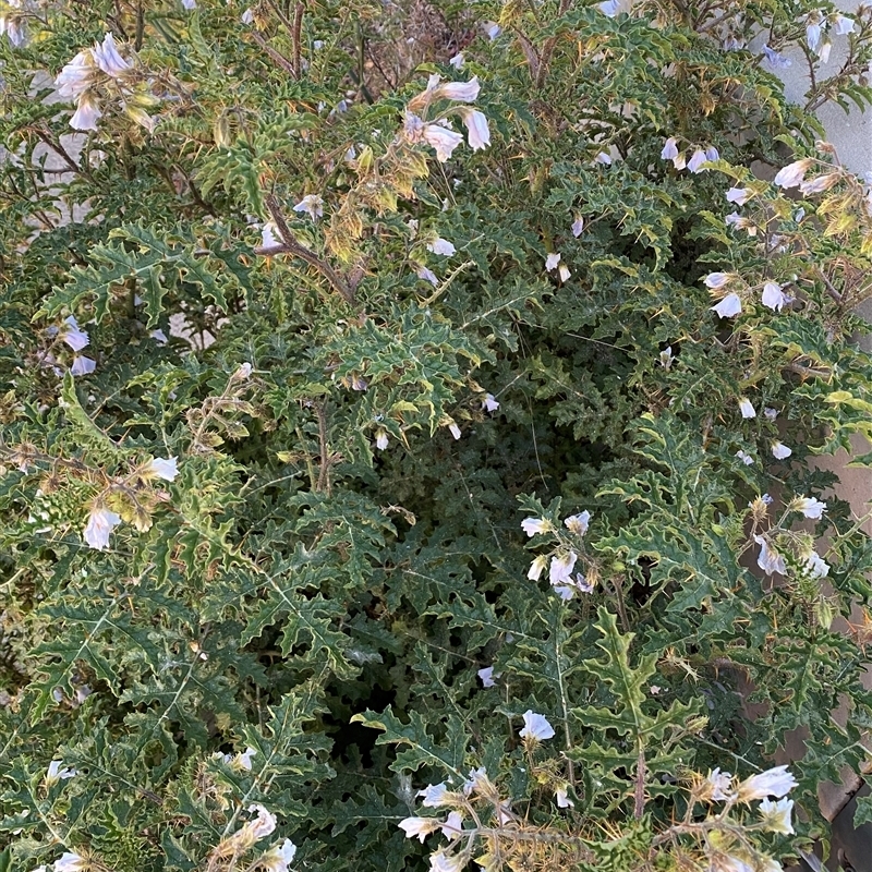 Solanum sisymbriifolium