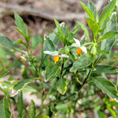 Solanum sp.