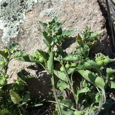 Solanum sp.