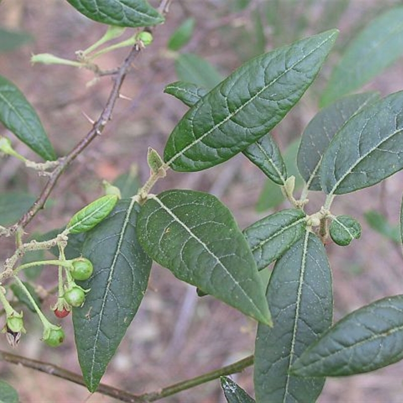 Solanum stelligerum