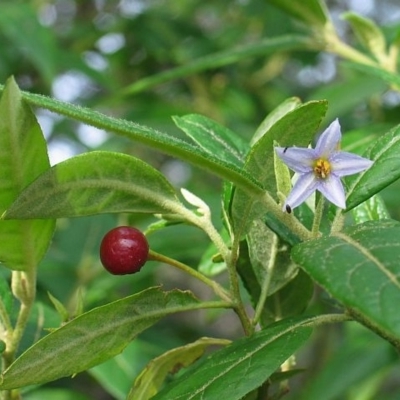 Solanum stelligerum