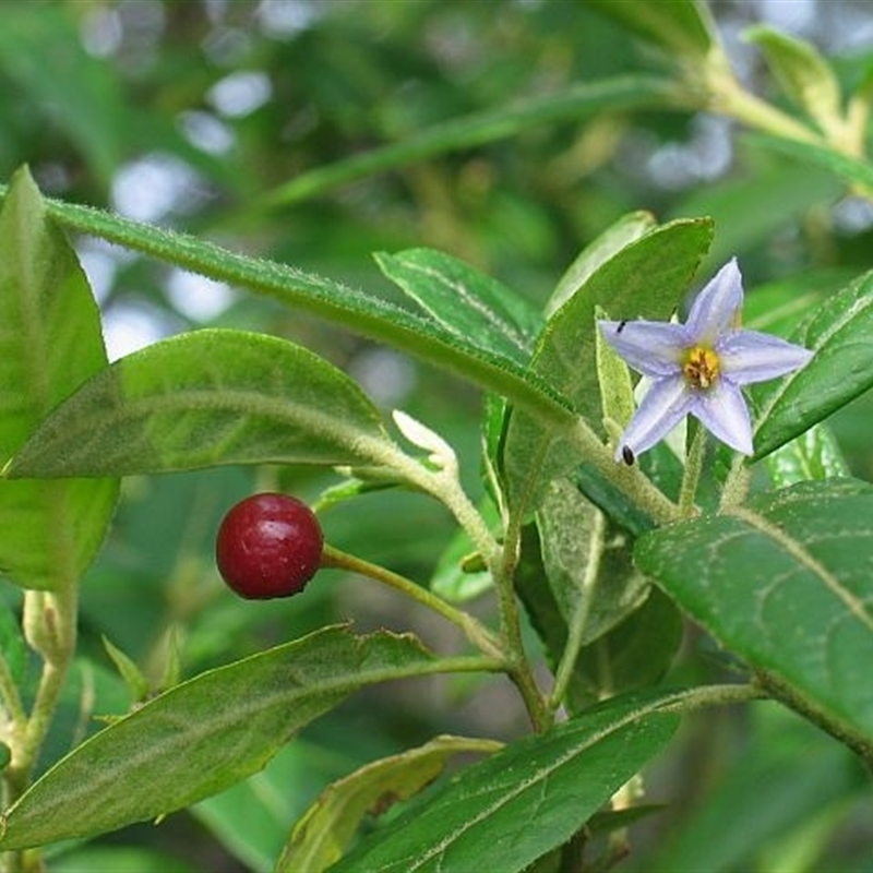 Solanum stelligerum