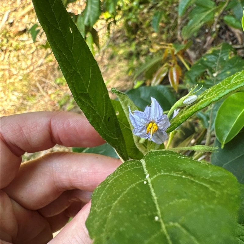 Solanum stelligerum