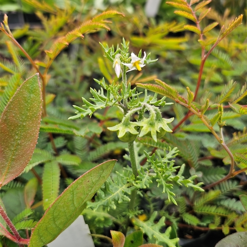 Solanum triflorum