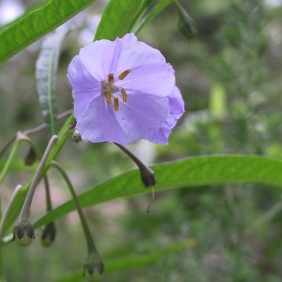 Solanum vescum
