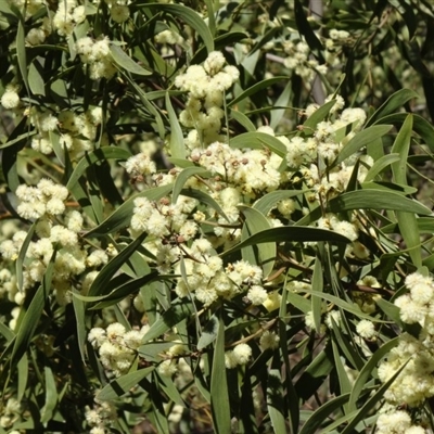 Acacia melanoxylon