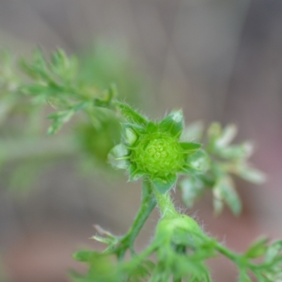 Soliva sessilis