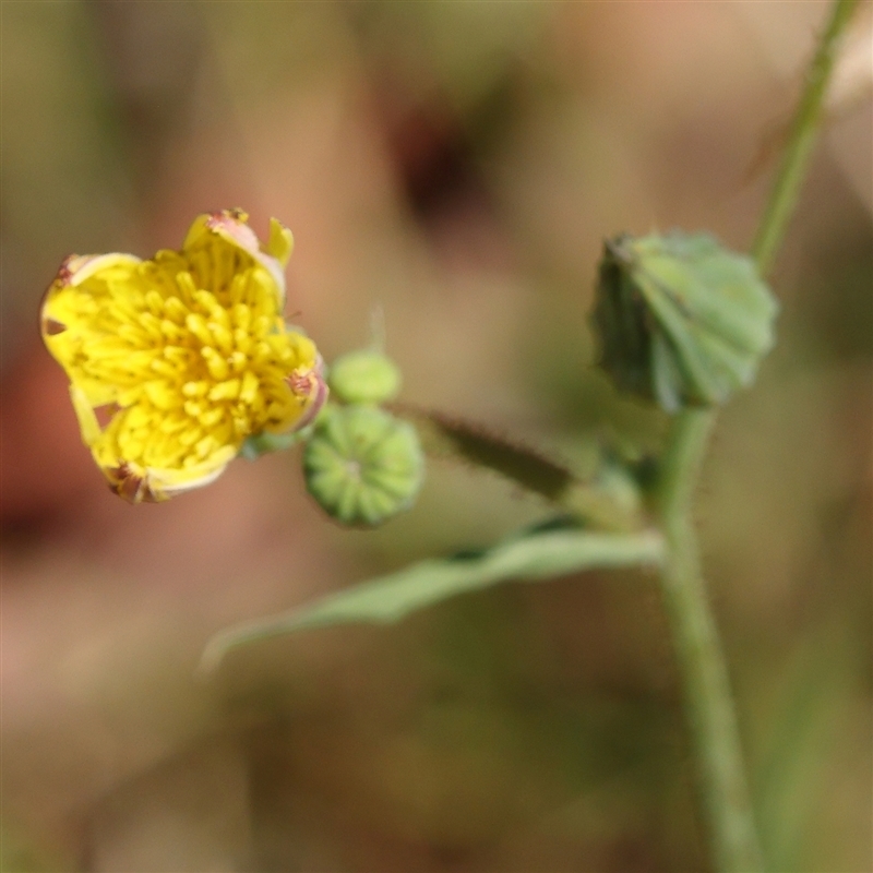 Sonchus oleraceus