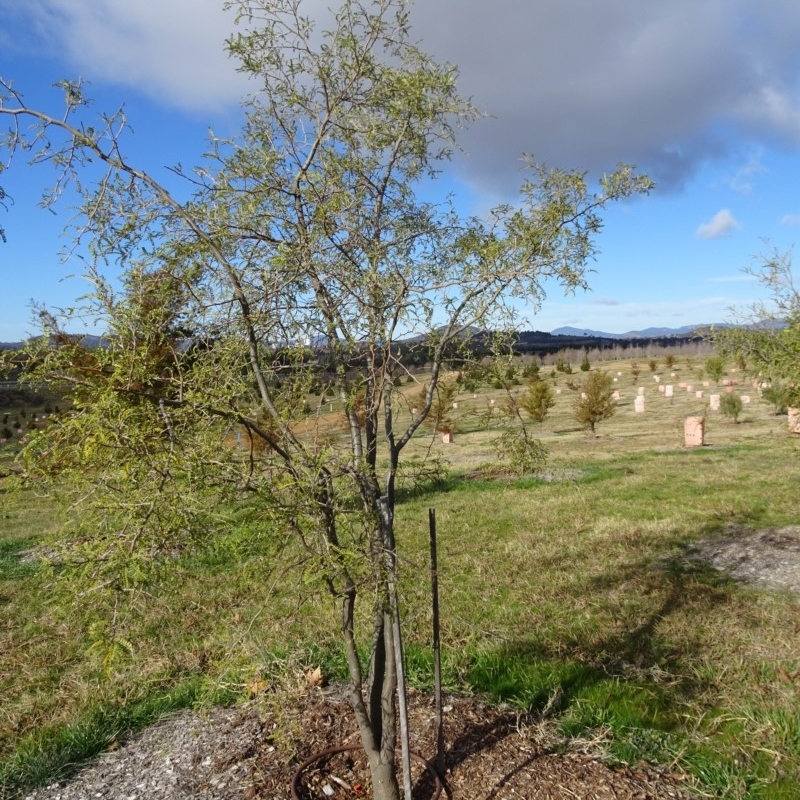 Sophora microphylla