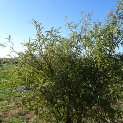 Sophora toromiro