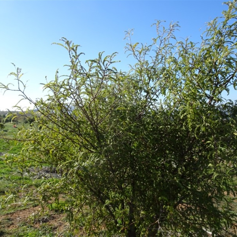 Sophora toromiro