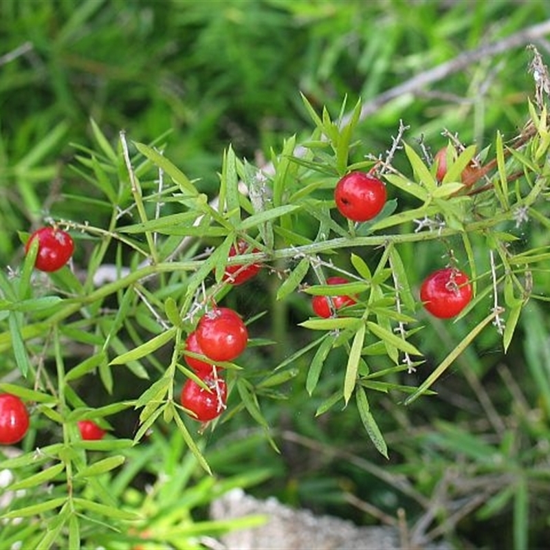 Asparagus aethiopicus