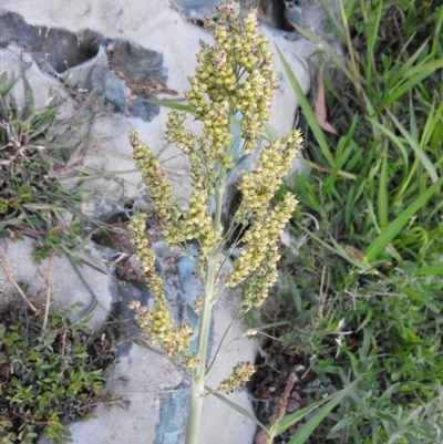 Sorghum bicolor